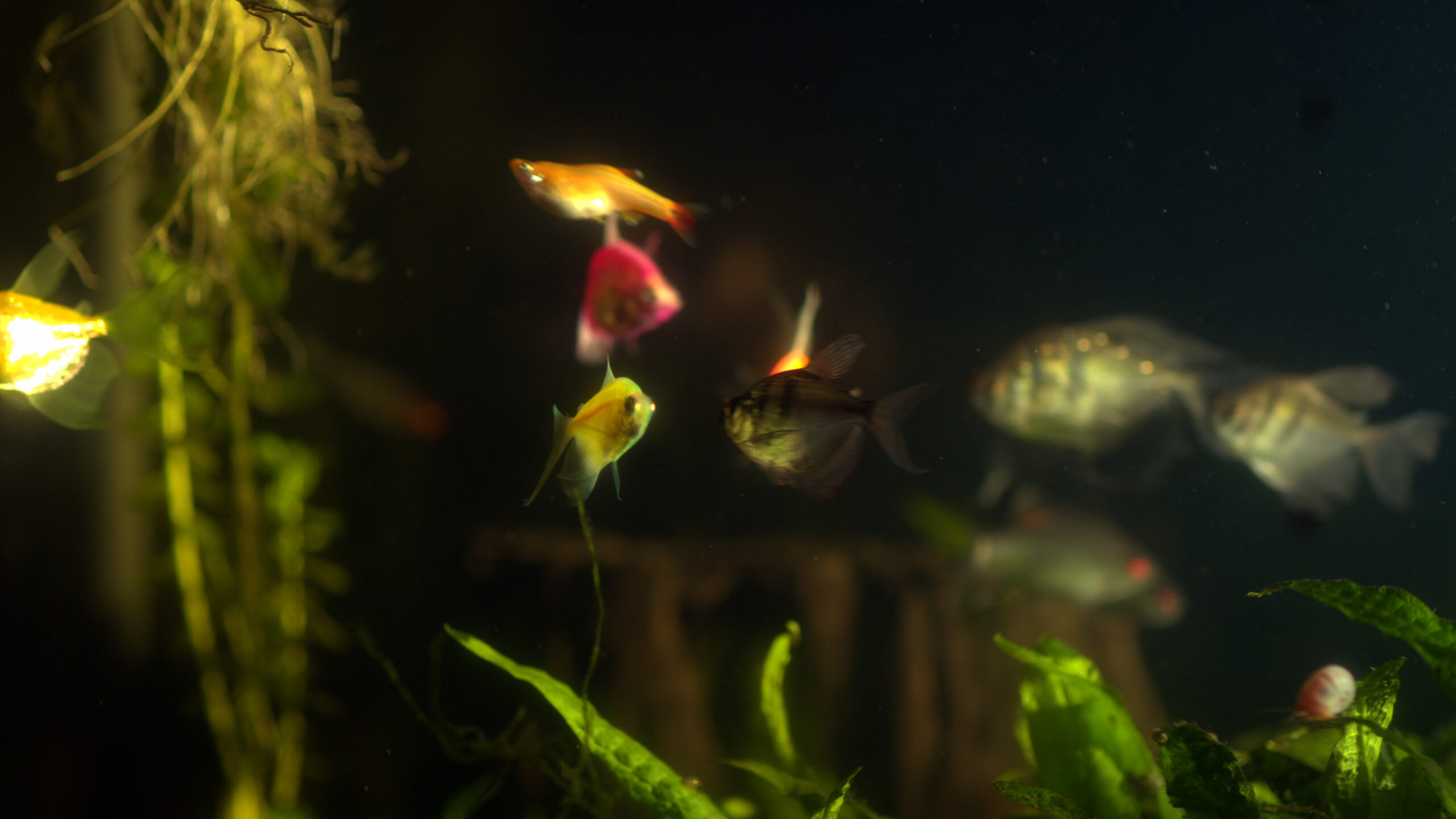 Myopia (Cinematography by Brian Dashner)